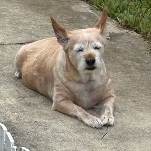 Meet your Posher, Apollo